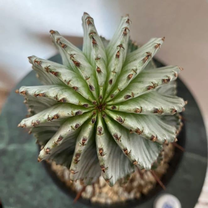 ユーフォルビア 螺旋ゼブラホリダ！！激選抜 保存株 ユーフォルビア