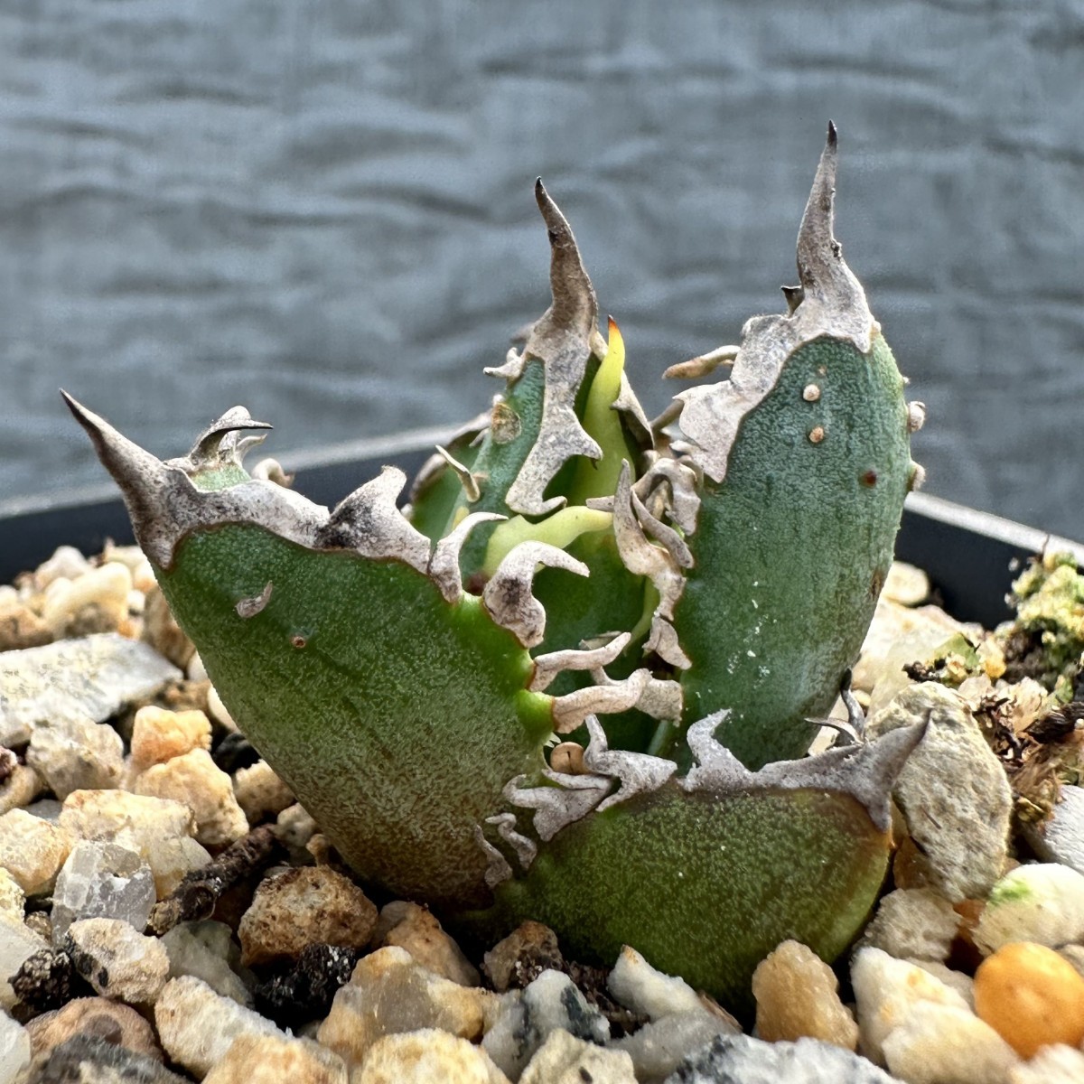 V35 厳選 アガベ チタノタ 帝君 agave emperor 極上強棘 狂刺 背棘 