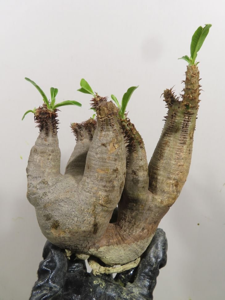 ノ4288 「塊根植物」パキポディウム マカイエンセ 抜き苗【そろそろ植えます・Pachypodium makayense・根切り画像要確認】