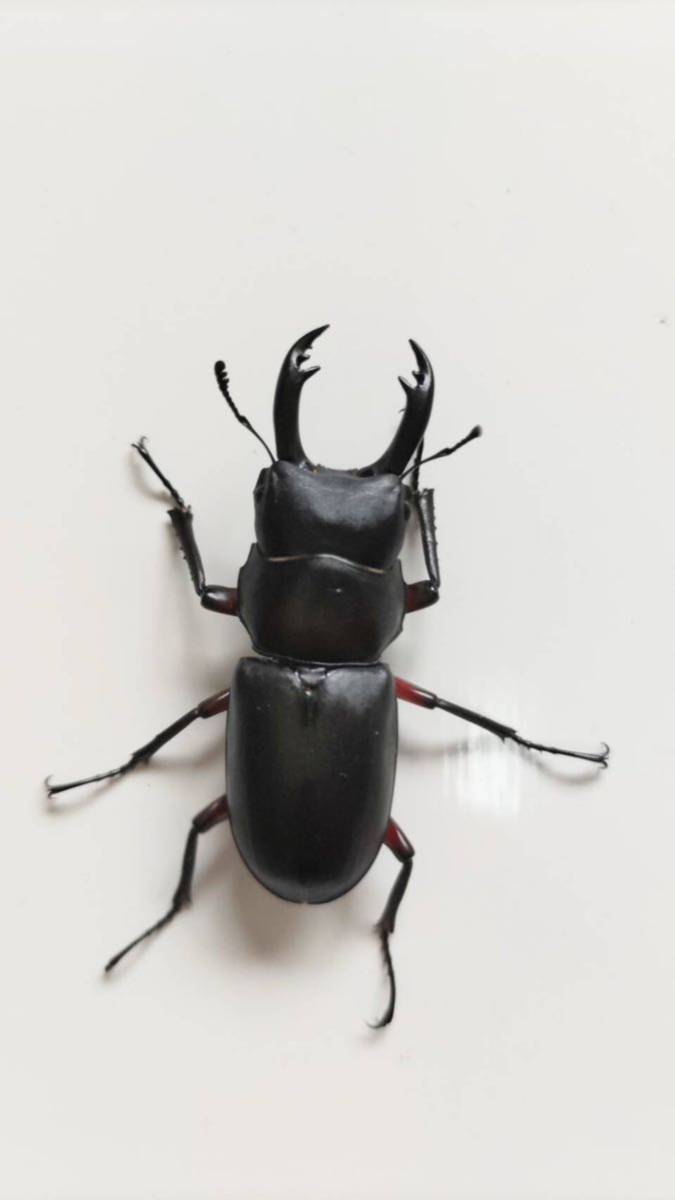 新潟県産 天然採集 アカアシクワガタ 8ペア 新潟 アカアシ WD クワガタ