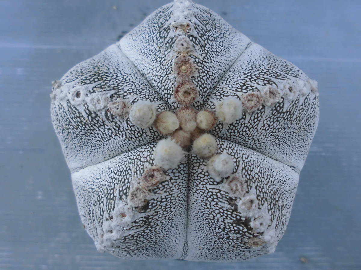 Astrophytum 公式通販 掃売り切りセール サボテン6恩塚ランポー 恩塚 