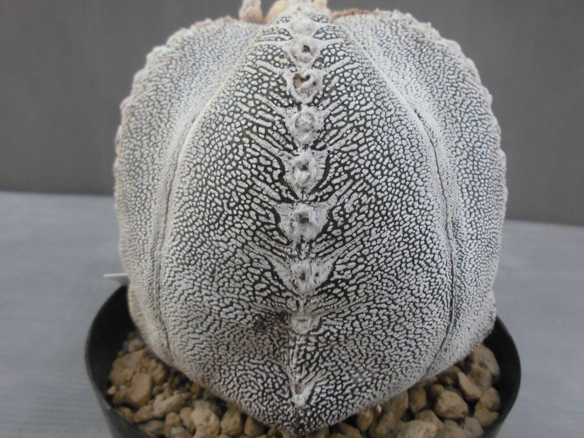 Astrophytum 公式通販 掃売り切りセール サボテン6恩塚ランポー 恩塚 