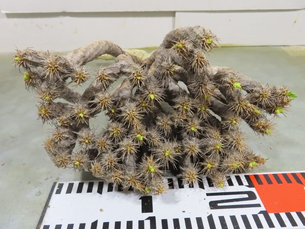 ハ0838 「多肉植物」ユーフォルビア ギラウミニアナ 大 抜き苗【そろそろ植えます・マダガスカル・Euphorbia guillauminiana】