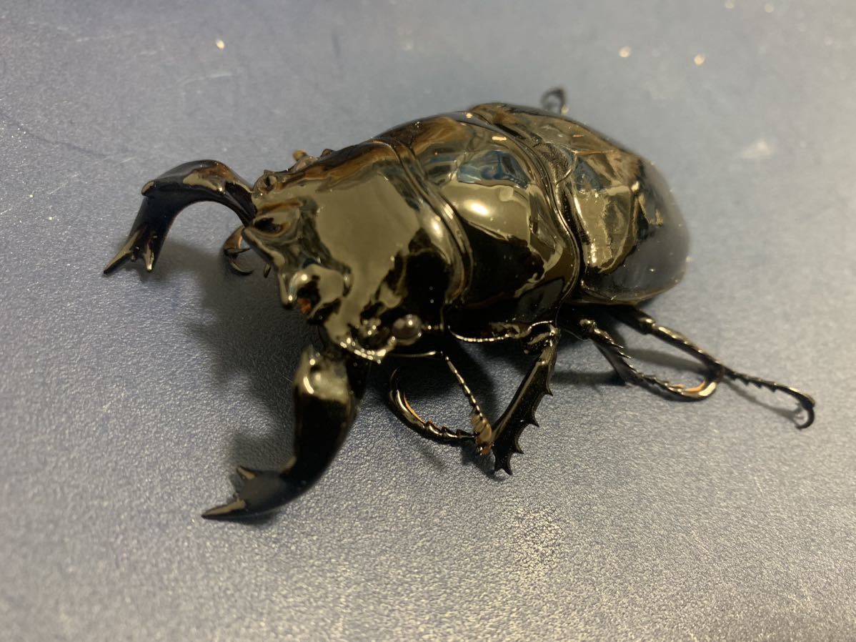 タランドゥスオオツヤクワガタ ♂83mm ♀53mm ♀52mm トリオ