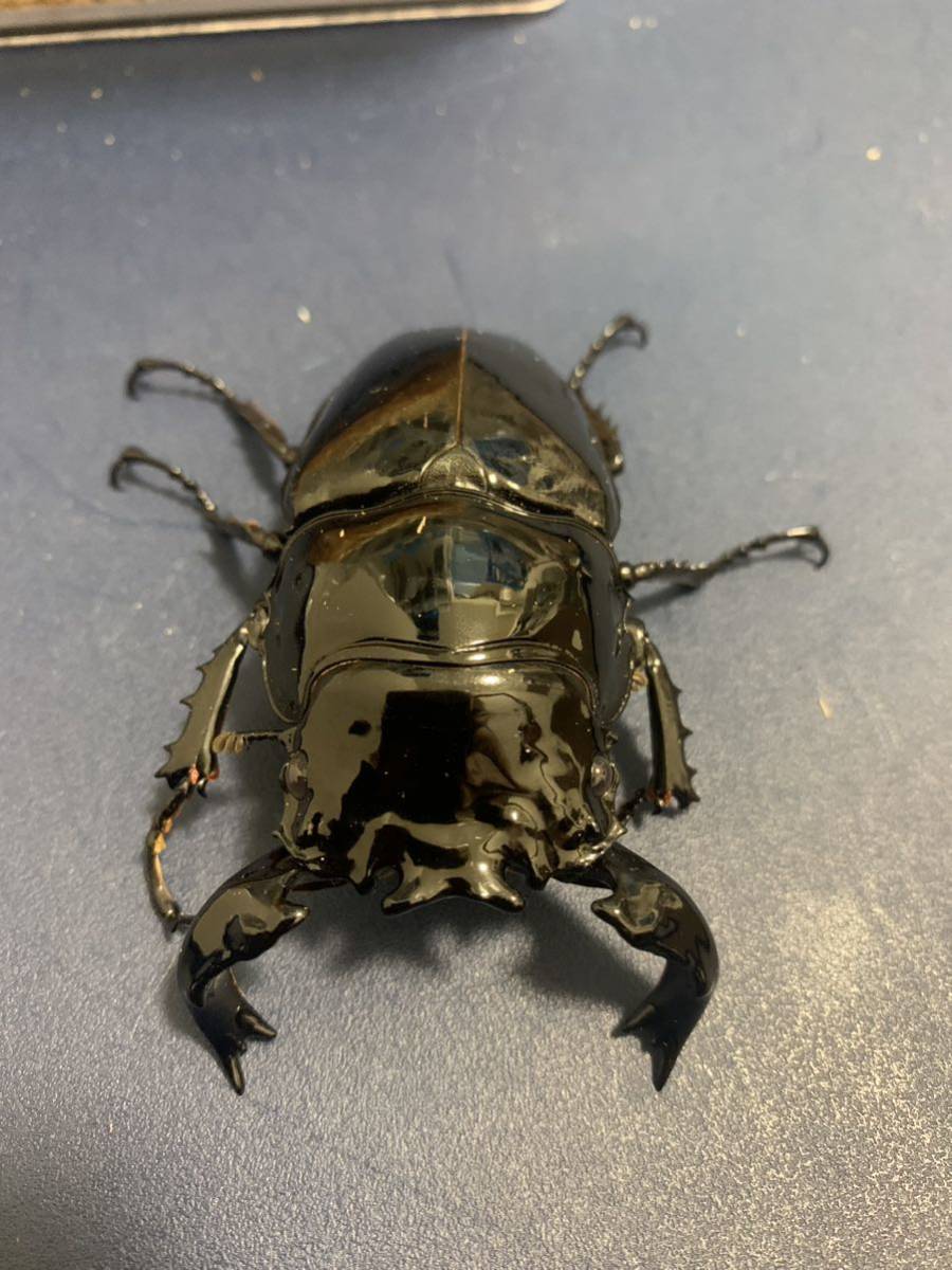 タランドゥスオオツヤクワガタ ♂83mm ♀53mm ♀52mm トリオ