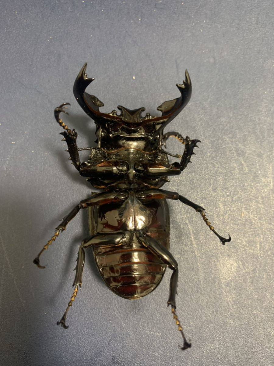 タランドゥスオオツヤクワガタ ♂83mm ♀53mm ♀52mm トリオ