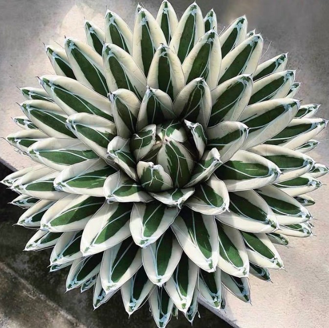 R-017 多肉植物 アガベ 丸叶 氷山 極上子株 観葉植物 2161アガベ