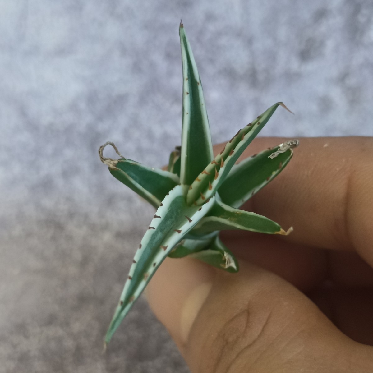 R-017 多肉植物 アガベ 丸叶 氷山 極上子株 観葉植物 2161アガベ