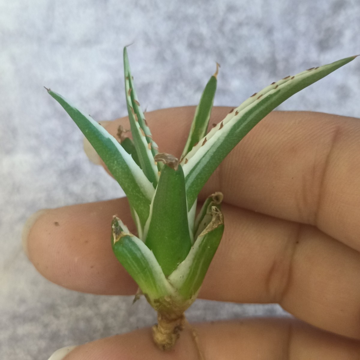 R-017 多肉植物 アガベ 丸叶 氷山 極上子株 観葉植物 2161アガベ