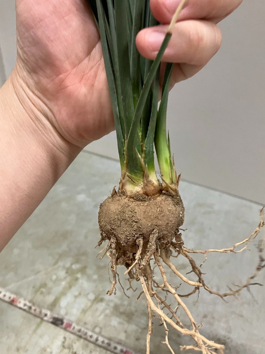 ヒ7022 「多肉植物」カリバナス　フーケリー 抜き苗【発根・実生株・Calibannus hookeri・塊根植物・畑に地植え株・輸入後自社養生株】