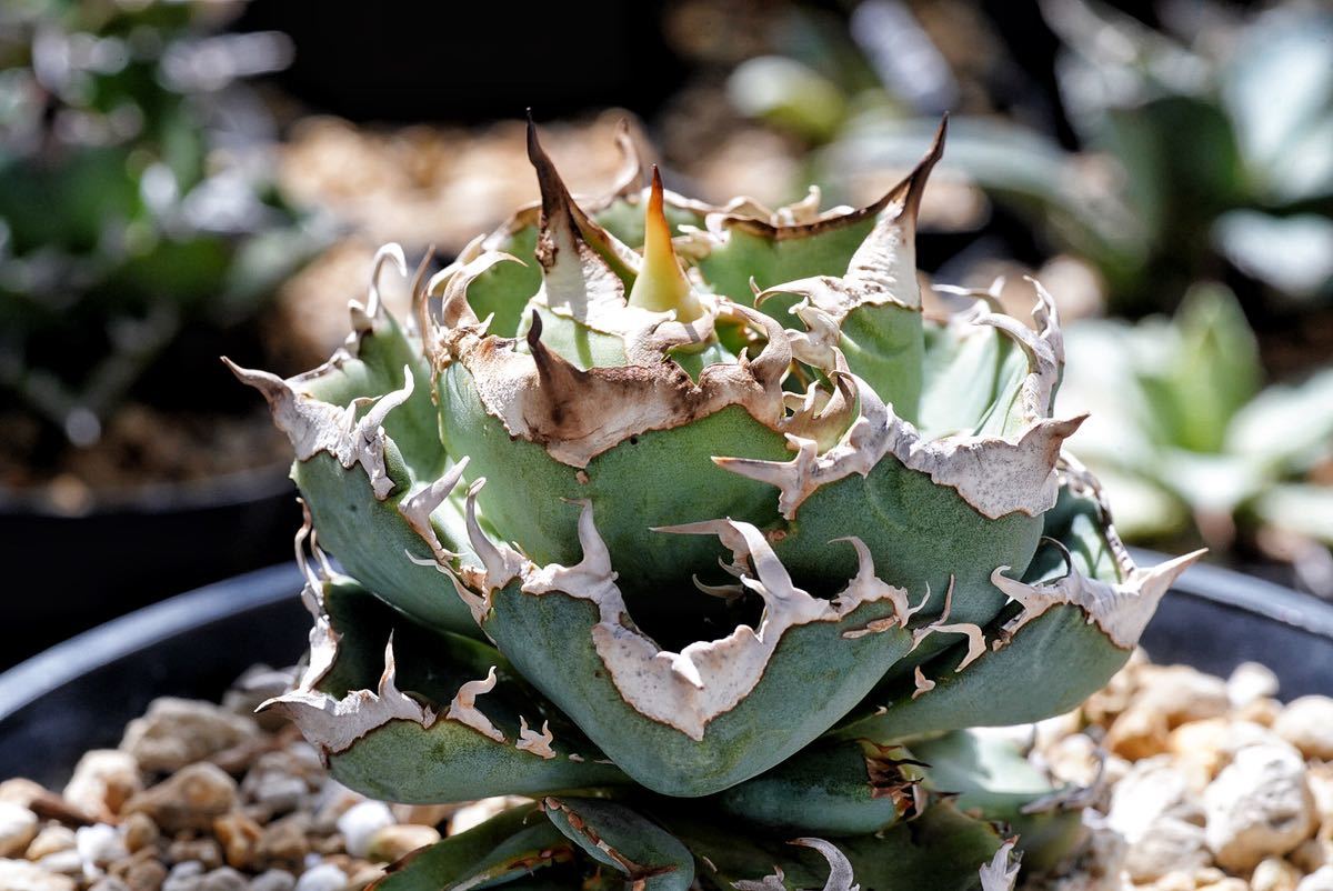 大人気レア種】アガベ 清櫻 ムチムチコンパクト個体 採れたて直子株