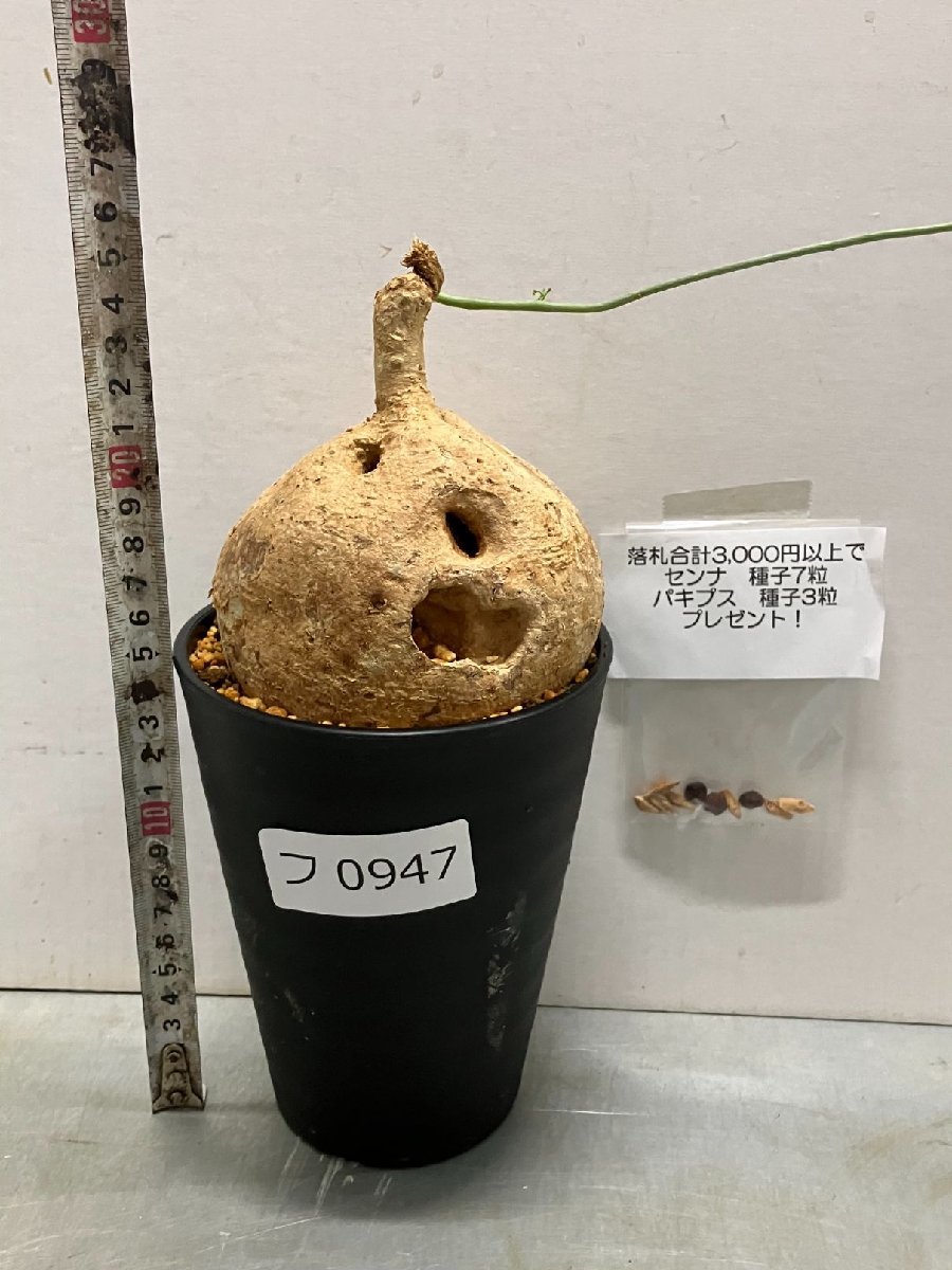 フ0947 「塊根植物」アデニア ペリエリ 植え【イベント開催！・商品