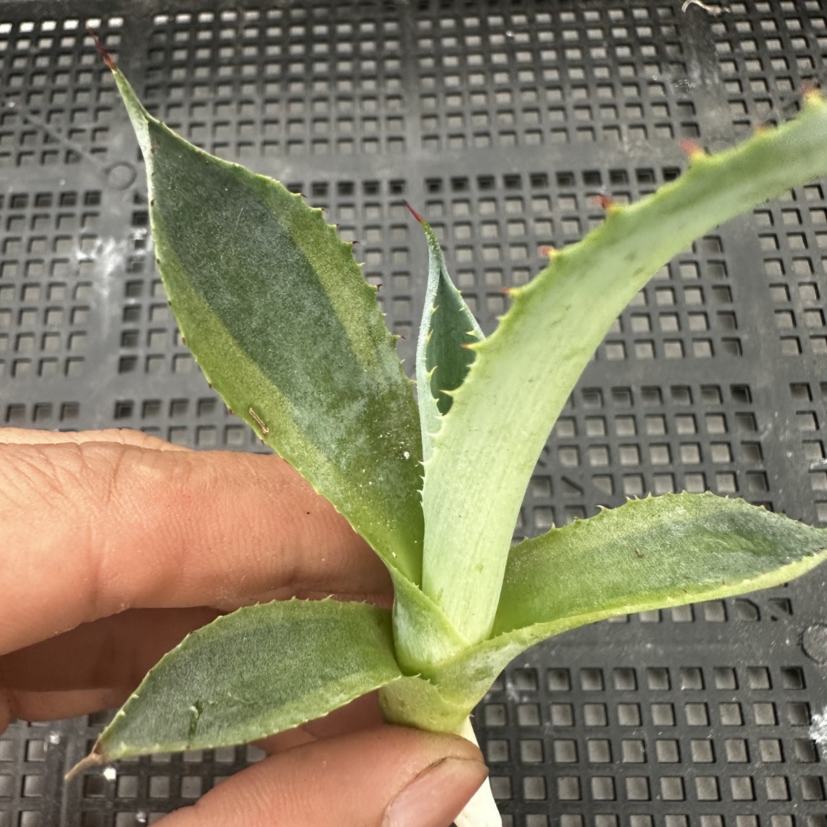 龍園觀】①No.864 特選 アガベ 多肉植物 笹の雪 輝山 黄覆輪 極上株