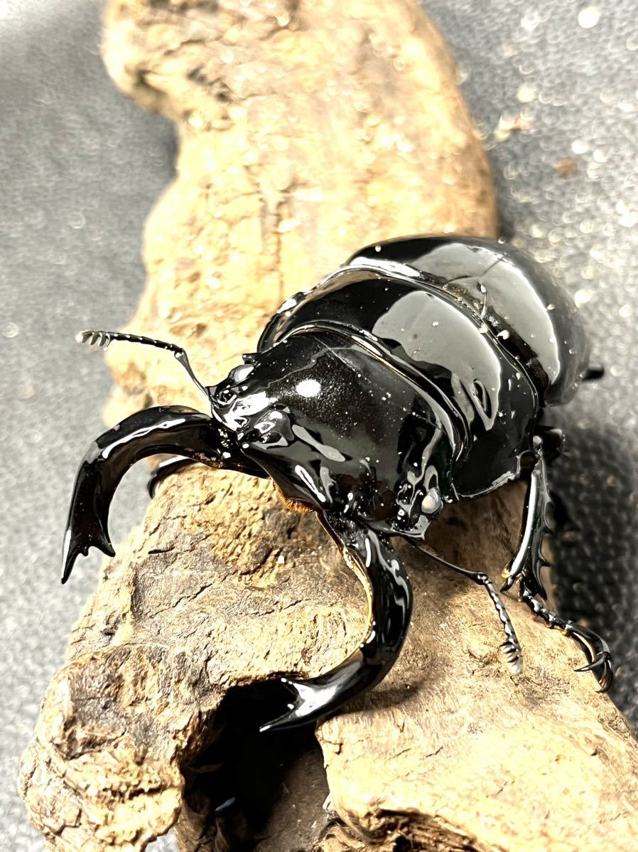 赤い目のタランドゥスツヤクワガタ タランドゥスオオツヤクワガタ ホワイトアイ♂ 黒目♀2匹 【公式通販】