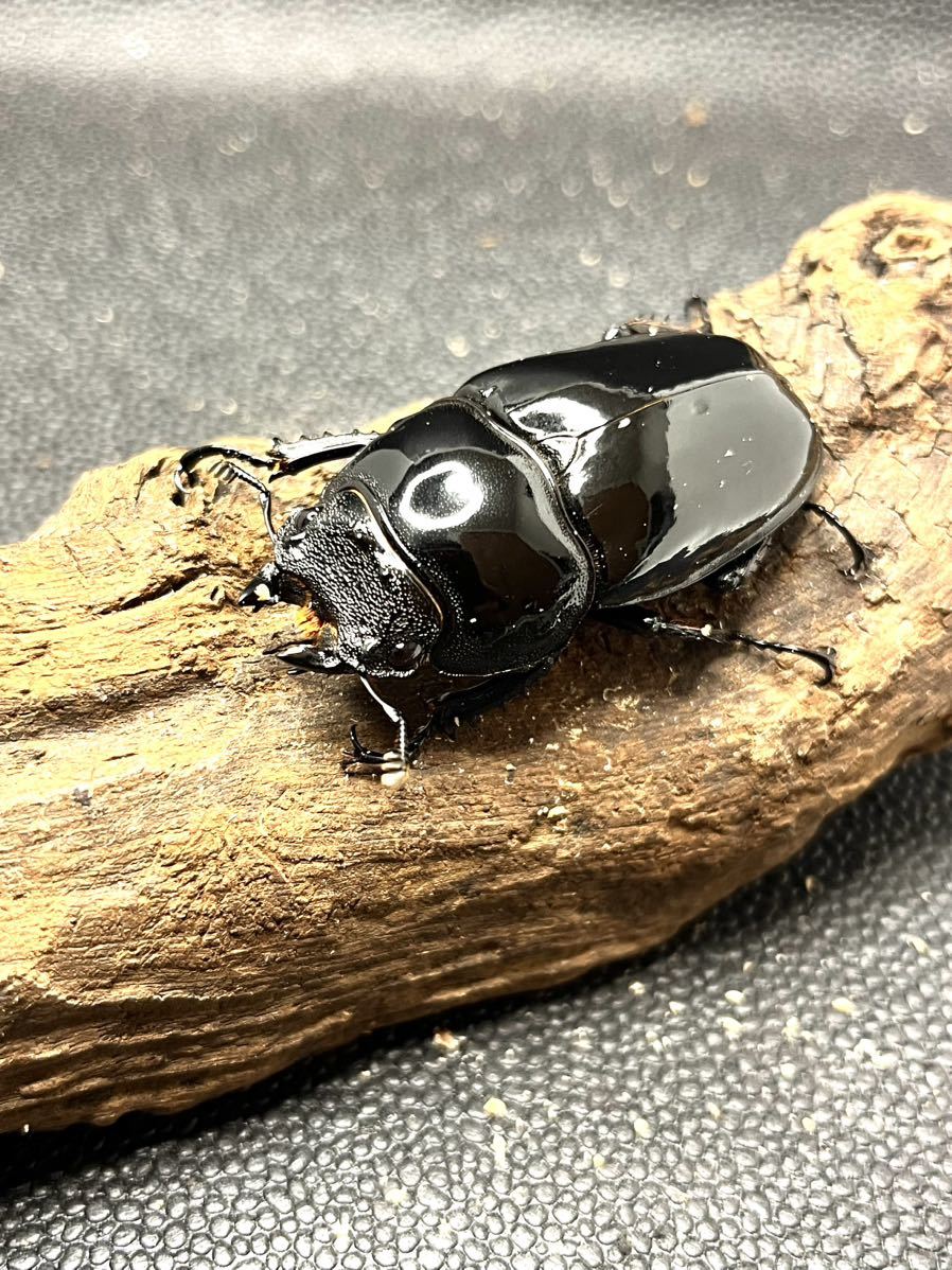 タランドゥスオオツヤクワガタ ホワイトアイ♂ 黒目♀2匹 【公式通販】