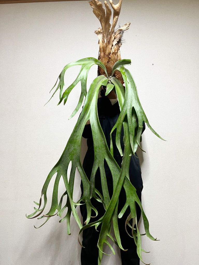 B81 化け物級サイズ　▽P.willinckii Wild Java▽ ウィリンキー　ワイルド　【PLANET】ビカクシダ