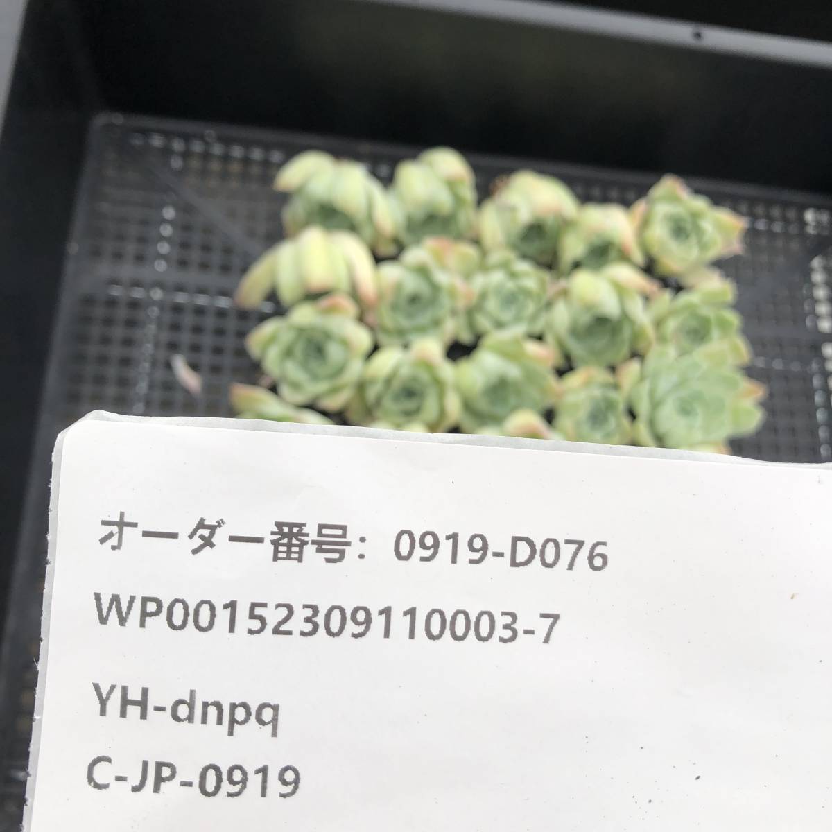 バラ月影 tawawa 多肉植物の通販・販売サイト – 多肉植物 エレガンス 