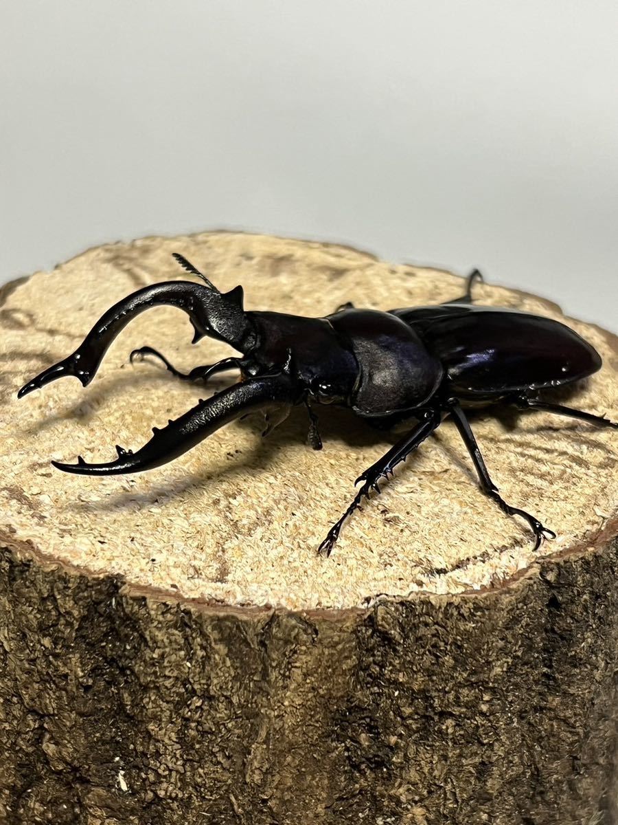 フォルスターキヨタミ