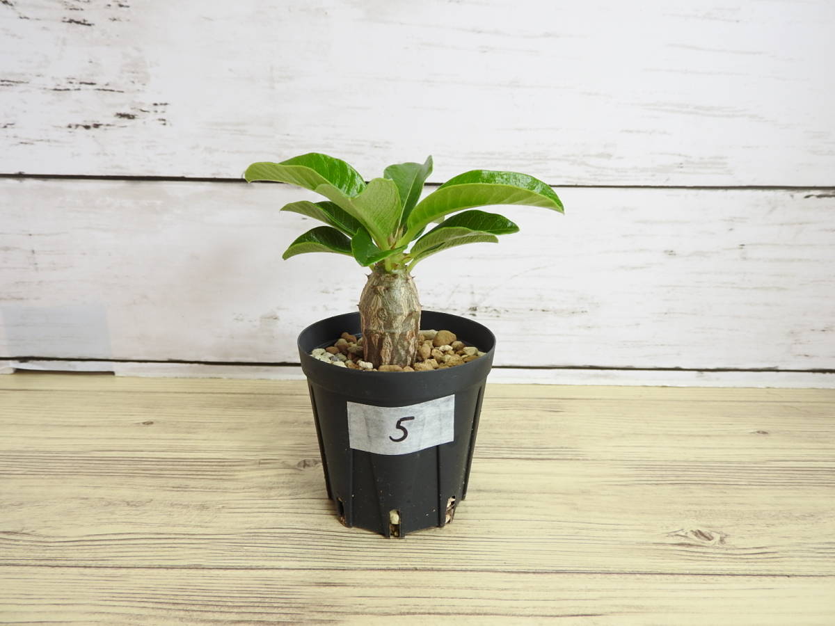 パキポディウム ウィンゾリー 実生 塊根植物 Pachypodium