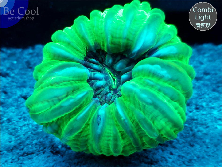 【定番人気，大人気】 ビクール C３９コハナガタサンゴ ９ｃｍ前後(海水魚)｜売買されたオークション情報、yahooの商品情報をアーカイブ公開 - オークファン 海水魚