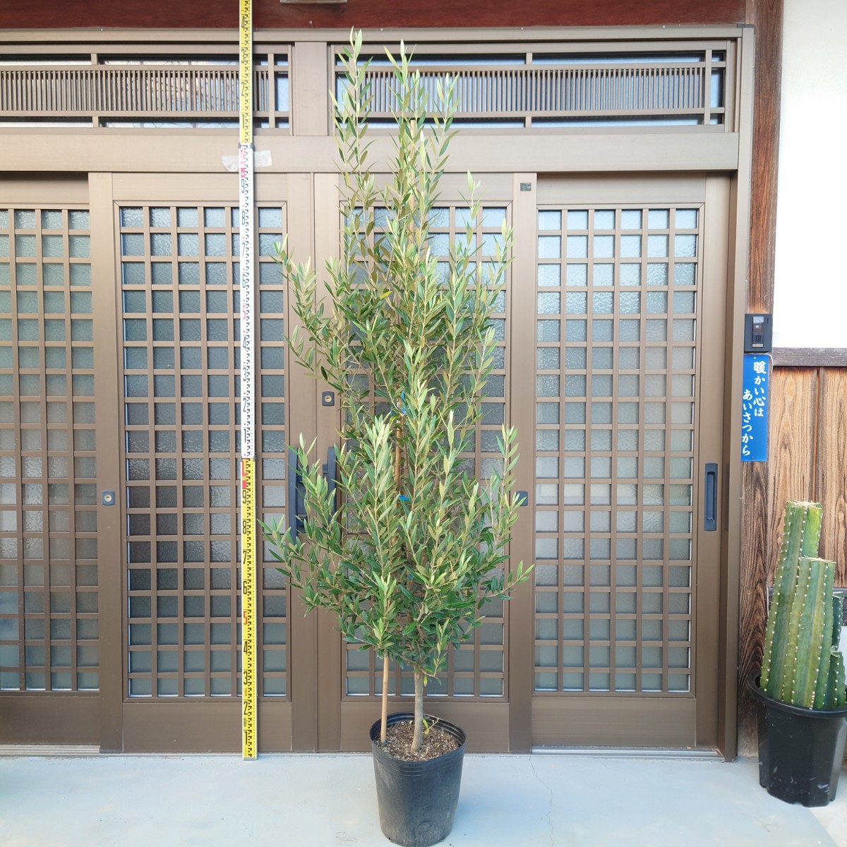【ゲリラセール】◆ オリーブの木 HINAKAZE ひなかぜ《H=約2.15m・9号鉢》 ◆ 2