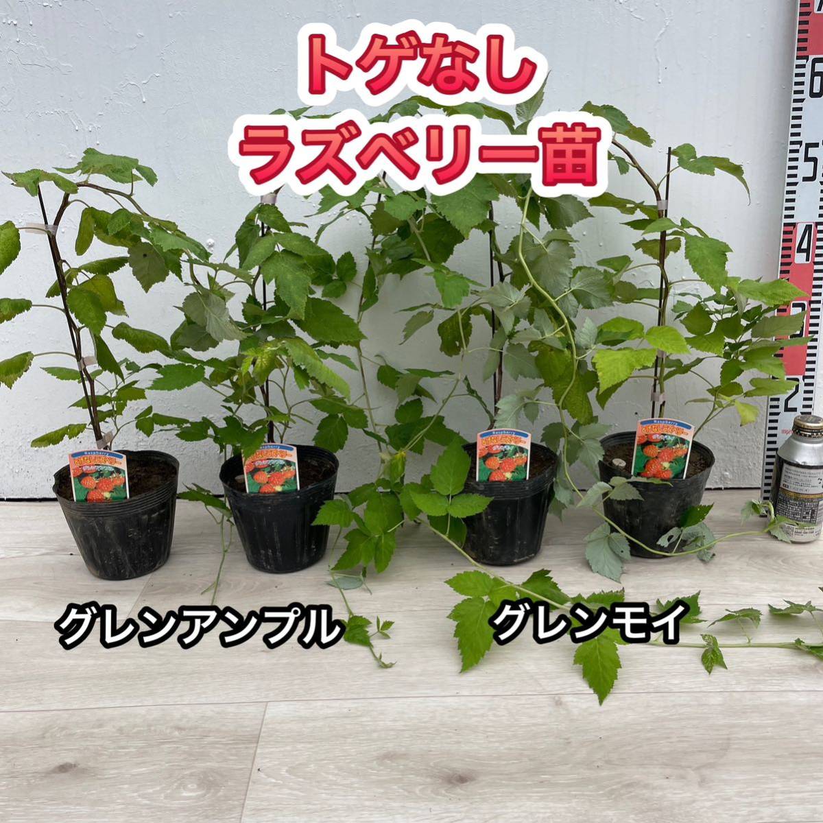 トゲなし ラズベリー苗 グレンアンプル & グレンモイ 4本 トゲなし