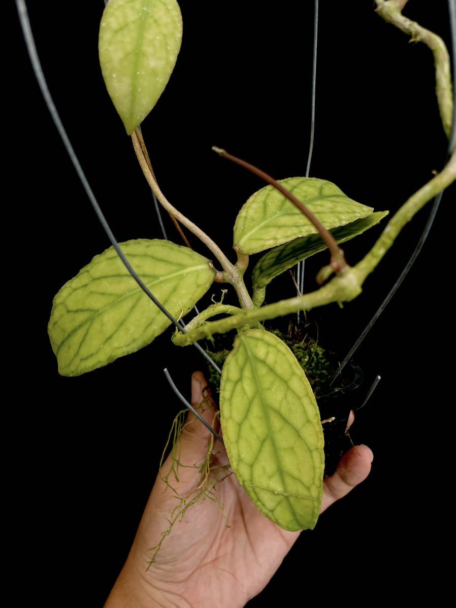 Hoya sp. Tanggamus