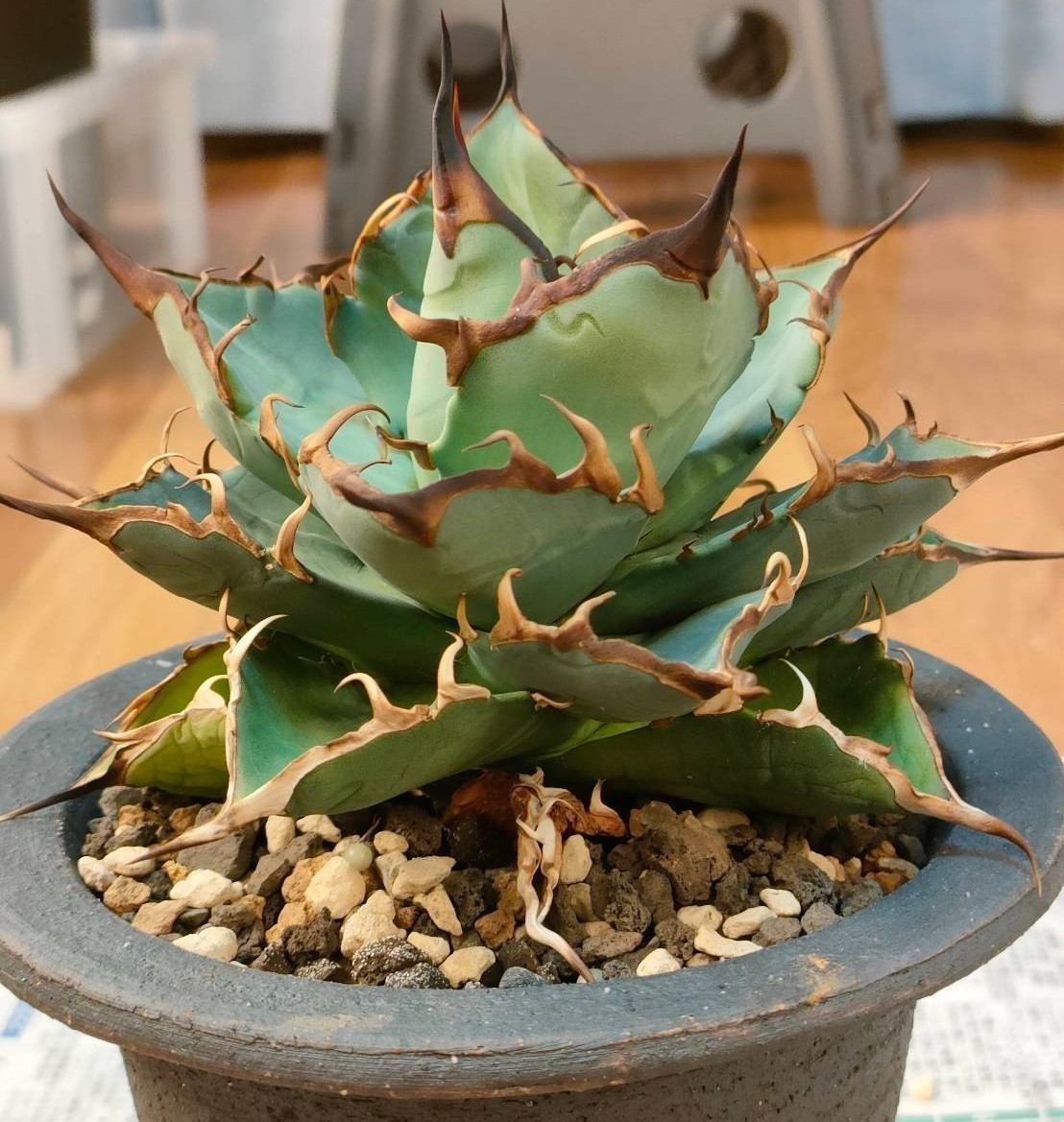アガベ チタノタ インフェルノ ハデス オテロイ titanota Agave 公式