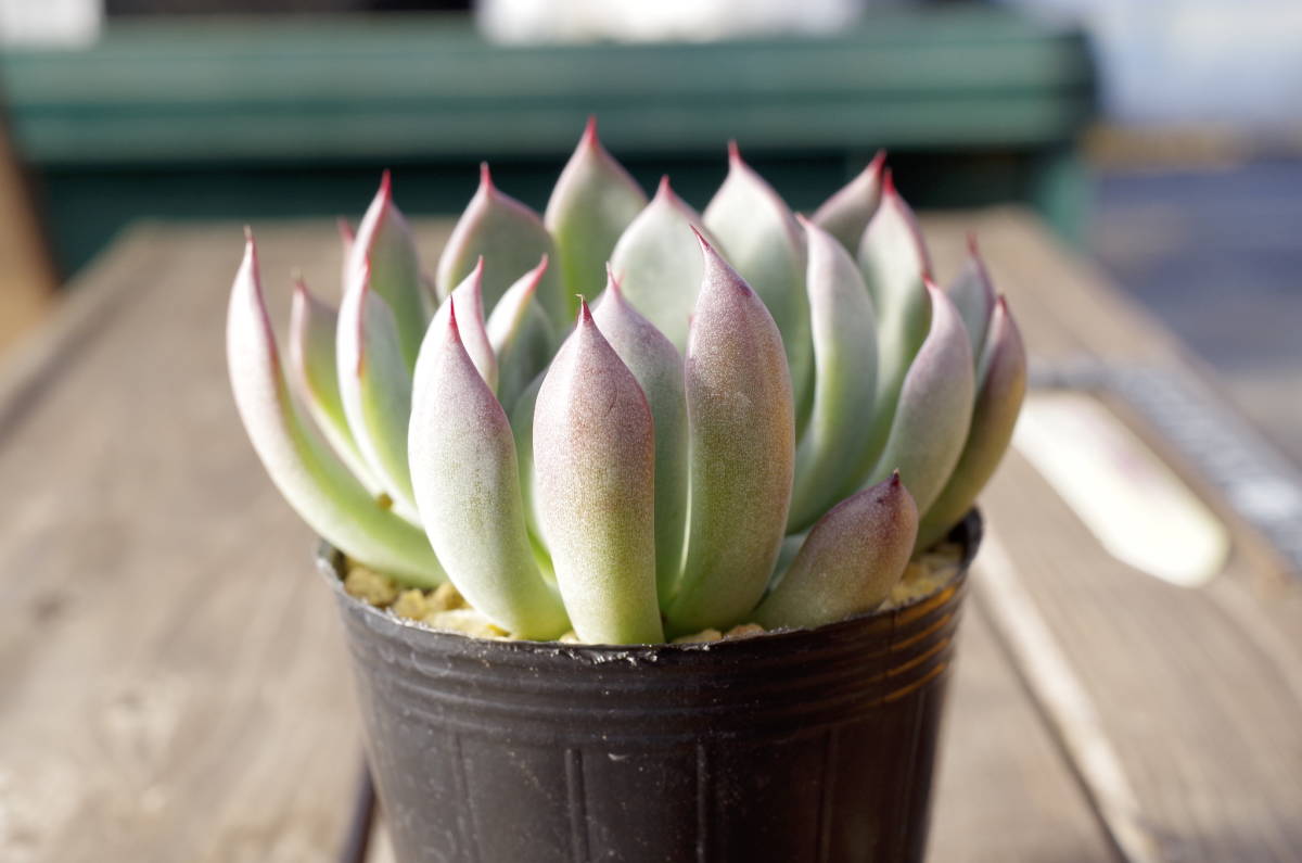 極上品】エケベリア ミックスベリア 赤鬼 Echeveria 'Aka-oni 極上品】エケベリア ミックスベリア 赤鬼 Echeveria 'Aka-oni