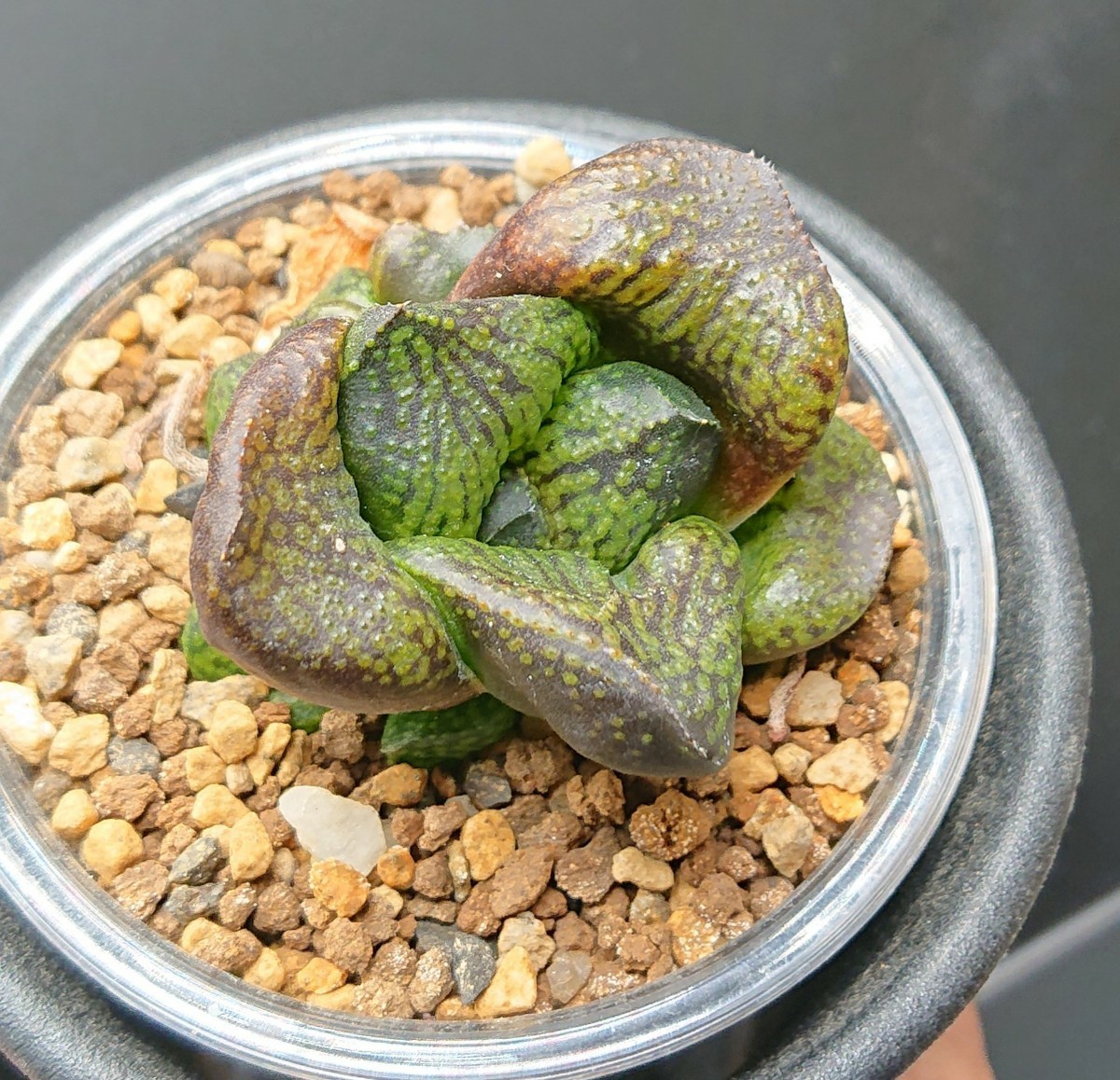 ハオルチア ピクタモンストローサ 'Mystic' カキコ苗 ☆多肉植物