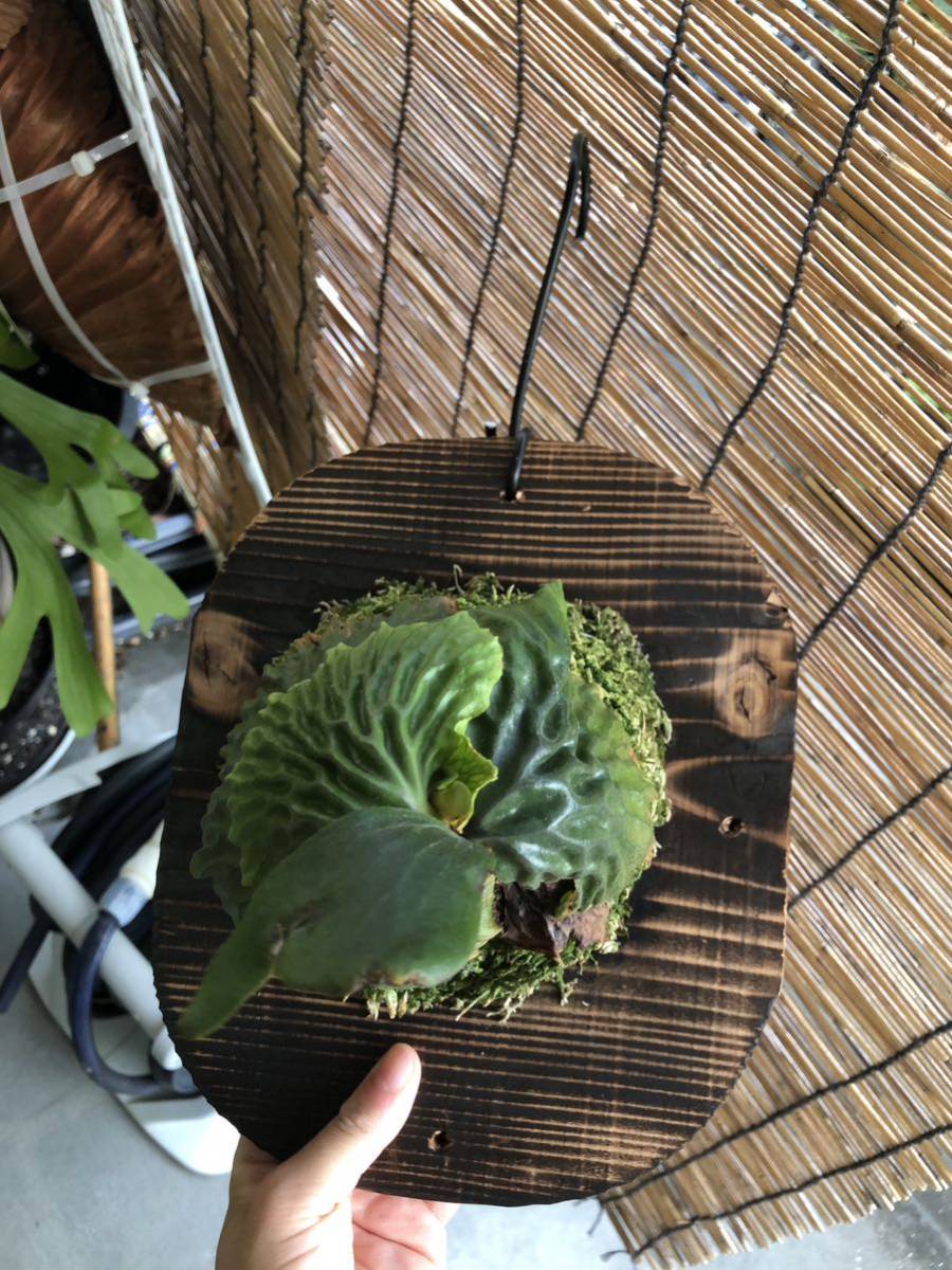 ビカクシダ　マダガスカリエンセ　苗　板付け　コウモリラン