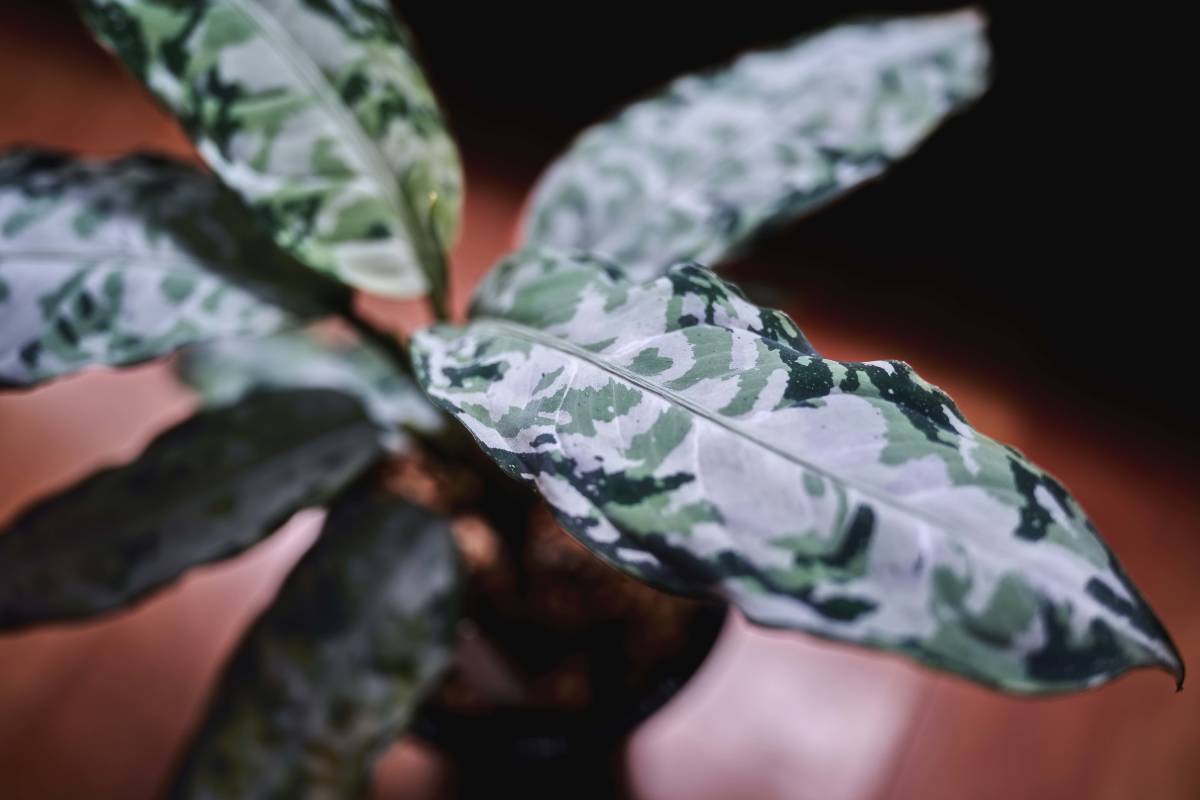 LA便 ネームド株 Aglaonema pictum tricolor “柳緑花紅” Aceh sumatera