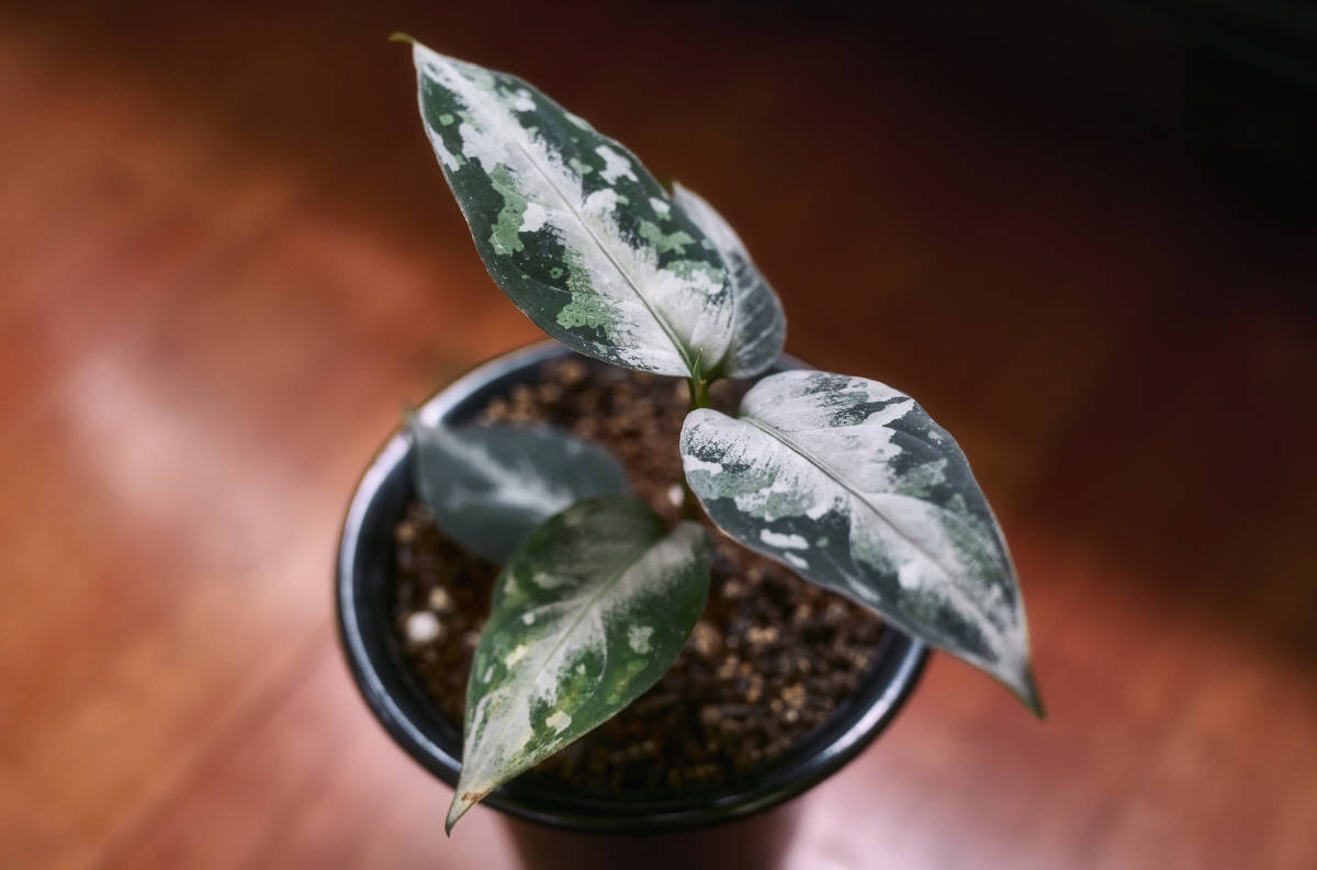 LA便ネームド株 Aglaonema Pictum'' 柳緑花紅''【LA0913-1ss】 【公式