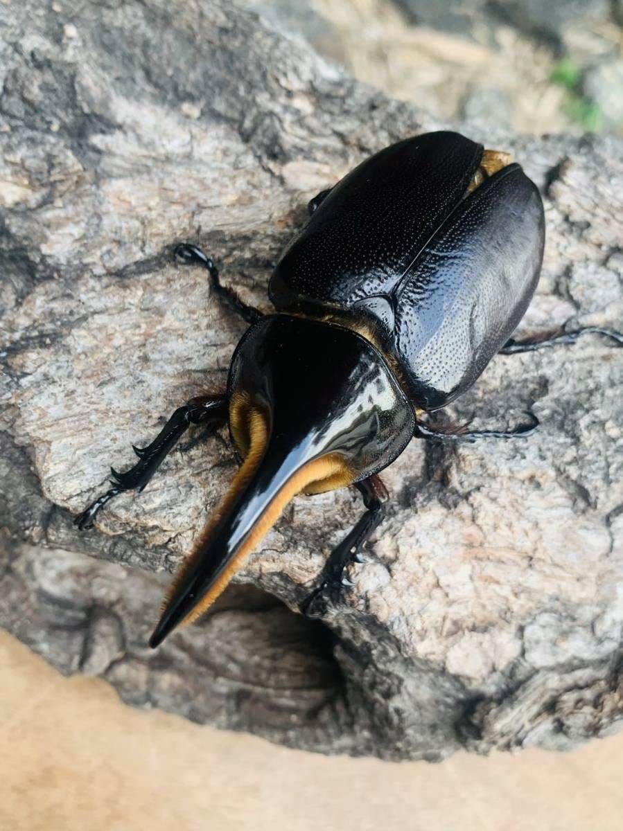 [:ブナ林88:] サタンオオカブト♂92㎜♀68㎜・66㎜トリオ