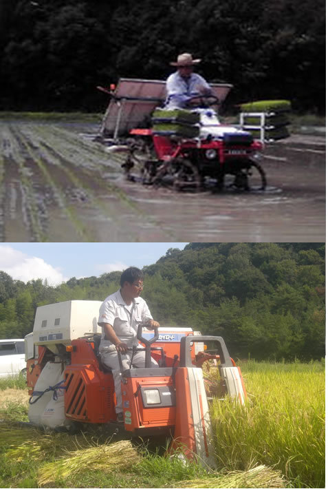 令和５年産低たんぱく米 有機肥料栽培　30Ｋｇ送料込み！　