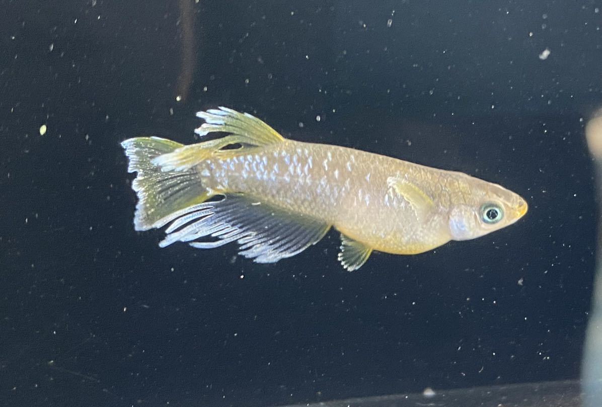 メダカ フロマージュ めだか 稚魚 現物出品 | ◇ ◇極上親種◇ Azuma 1 
