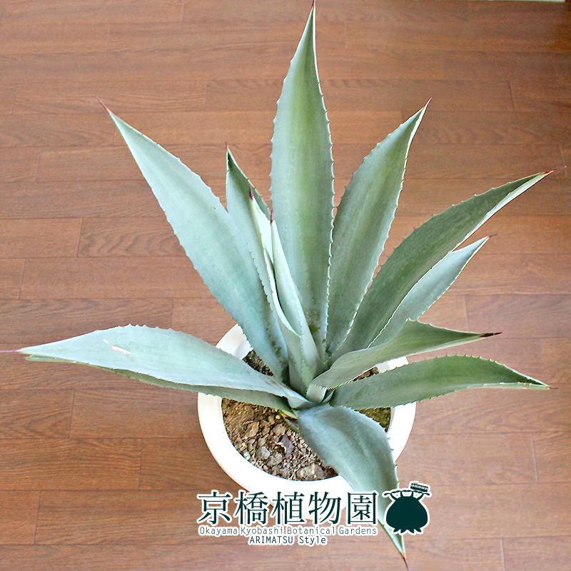 現品】アガベ・アオノリュウゼツラン 8号 白鉢（7）Agave americana