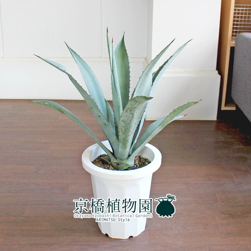 現品アガベ アオノリュウゼツラン 8号 白鉢(1)Agave americana 現品アガベ アオノリュウゼツラン 8号 白鉢(1)Agave americana