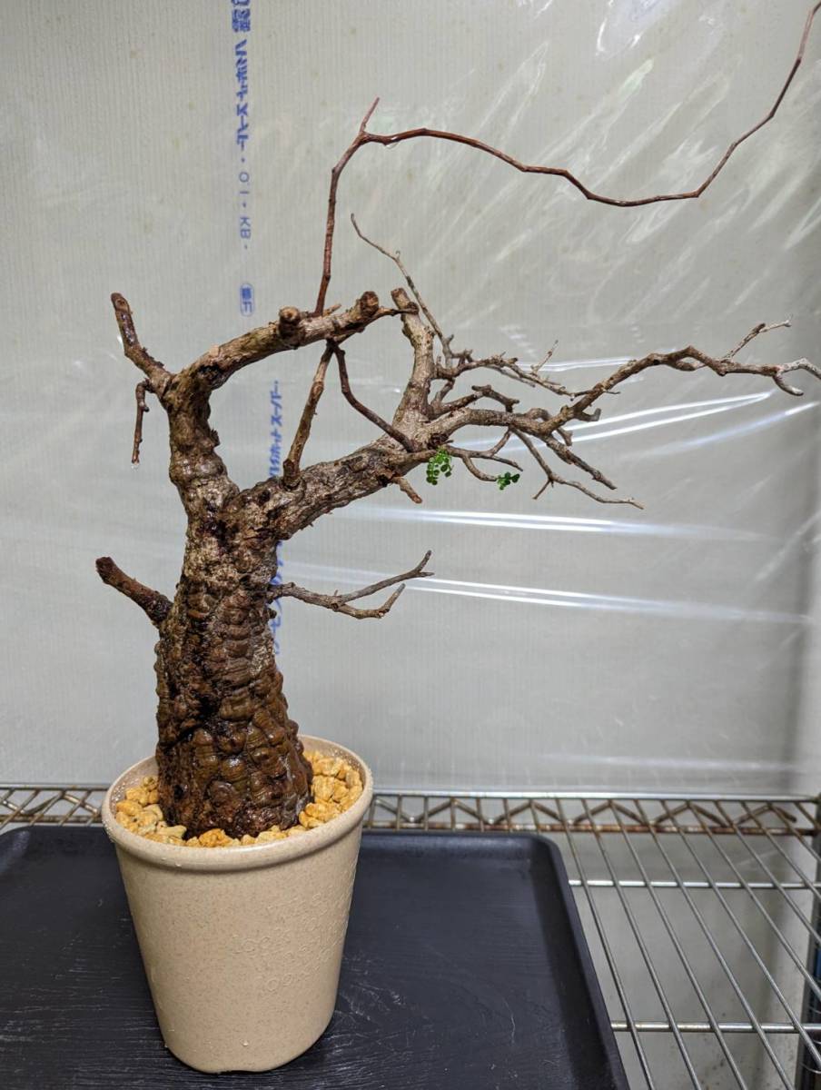 発根管理株】オペルクリカリアパキプス コーデックス 塊根植物h