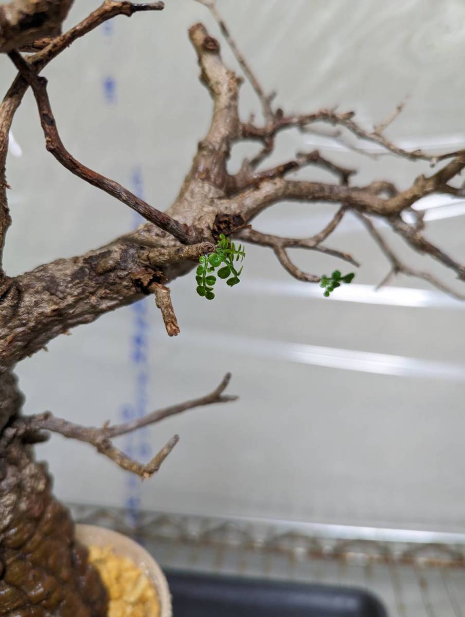 発根管理株】オペルクリカリアパキプス コーデックス 塊根植物h