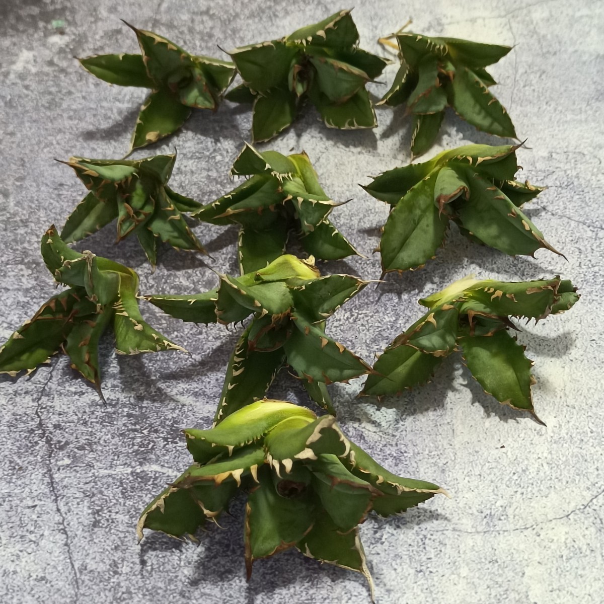 R-223 アガベ チタノタ 姫厳竜 短い葉 葉包矮小型 極上胴切 10子株