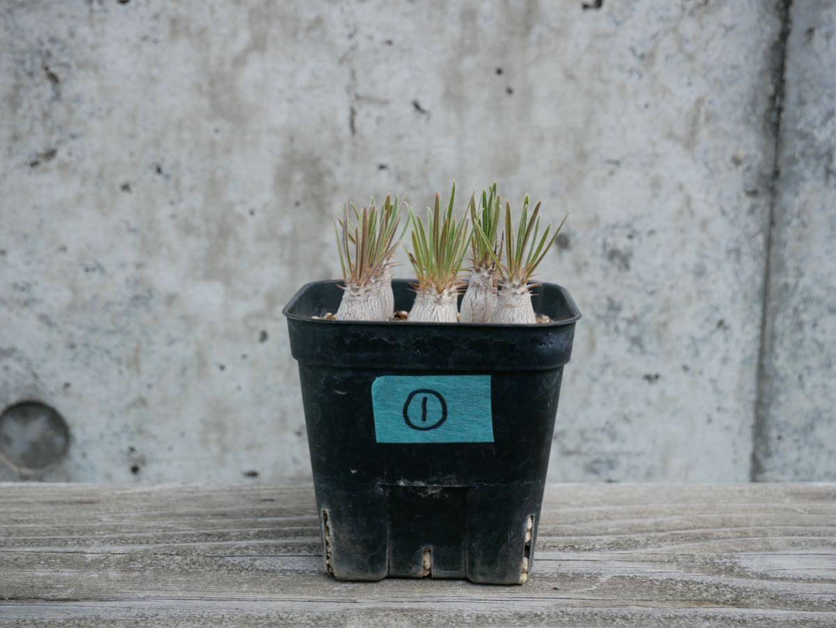 パキポディウムグラキリス ① 2023年4月中旬播種