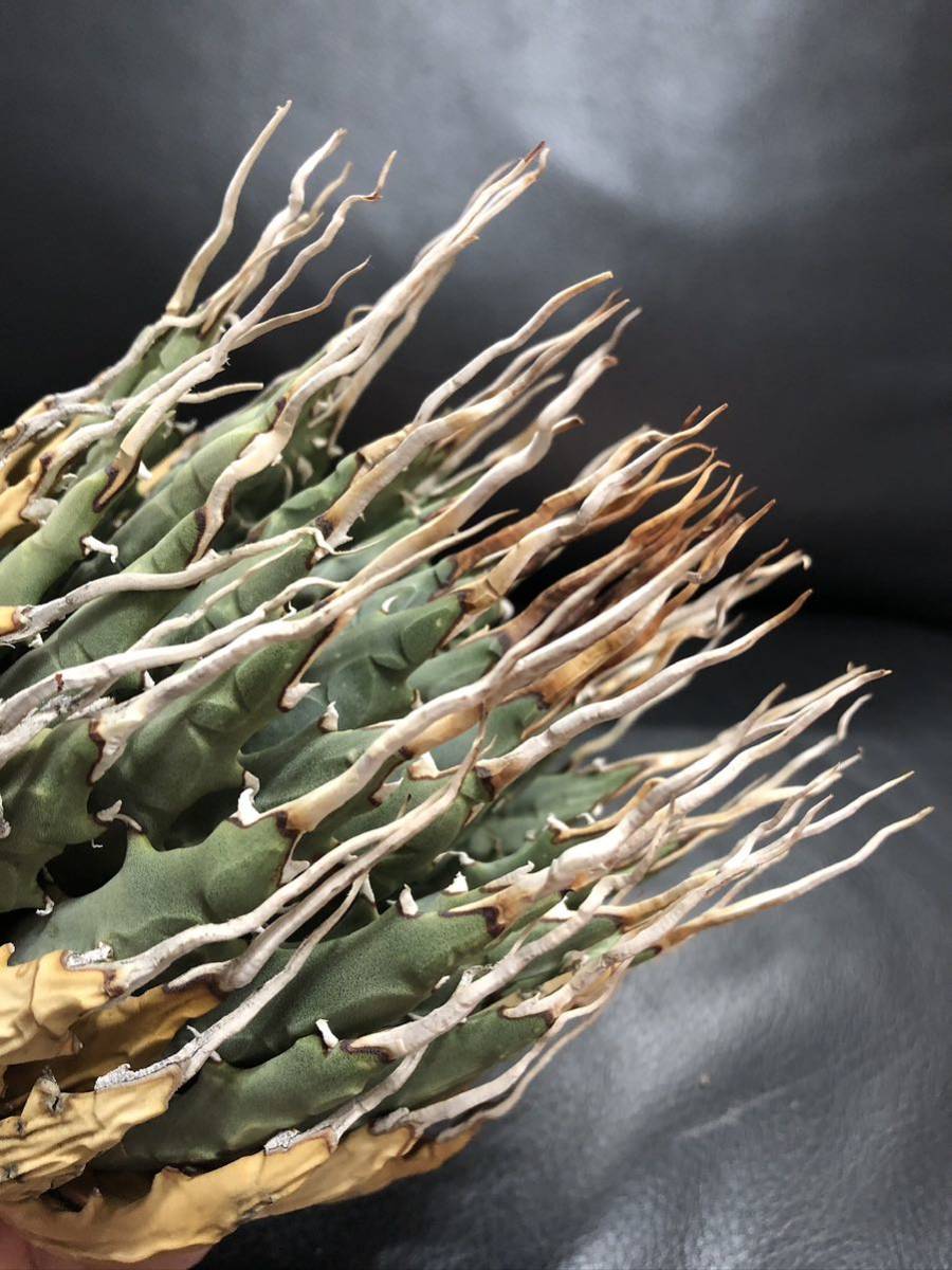 52 アガベ ユタエンシス エボリスピナ 陽炎 Big 美株