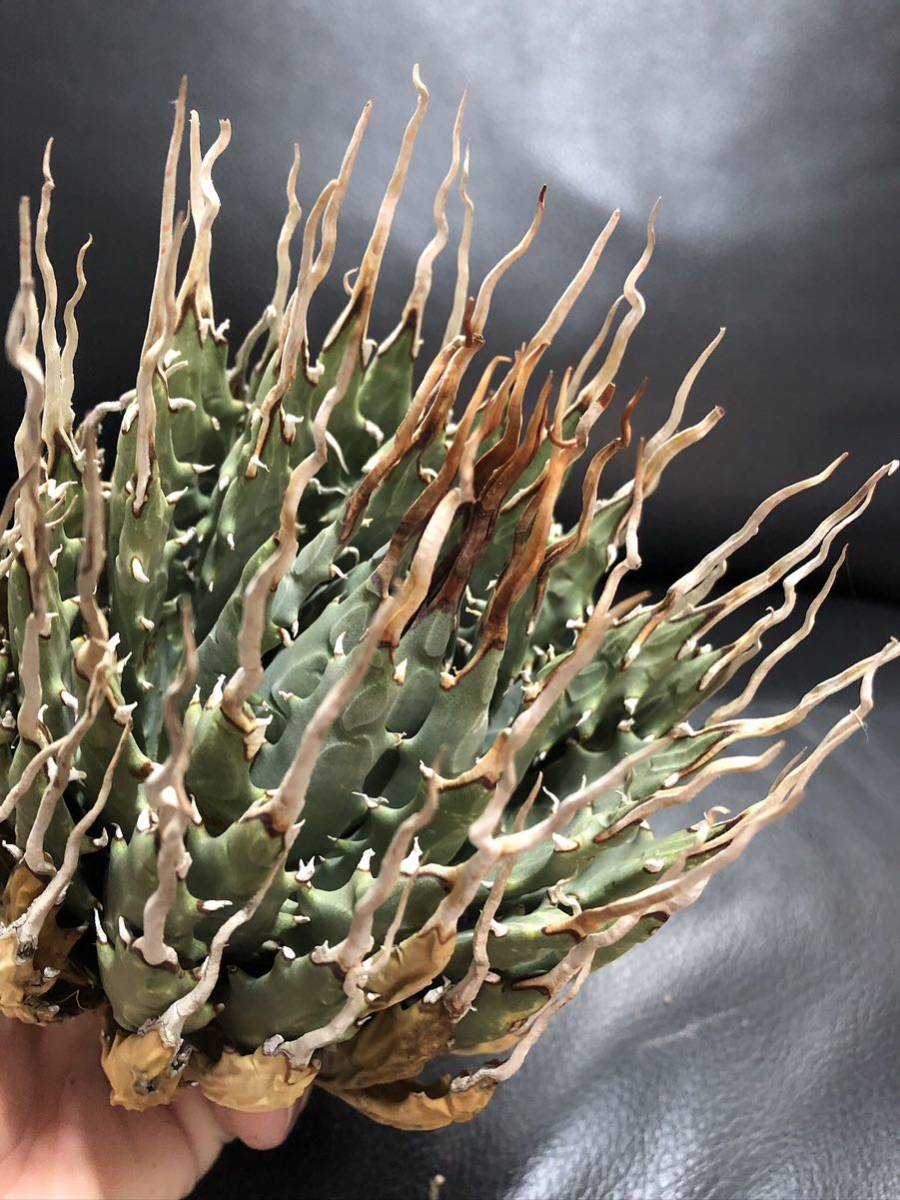 161 アガベ ユタエンシス エボリスピナ 陽炎 太棘 短刺 52 アガベ ユタエンシス エボリスピナ 陽炎 Big 美株