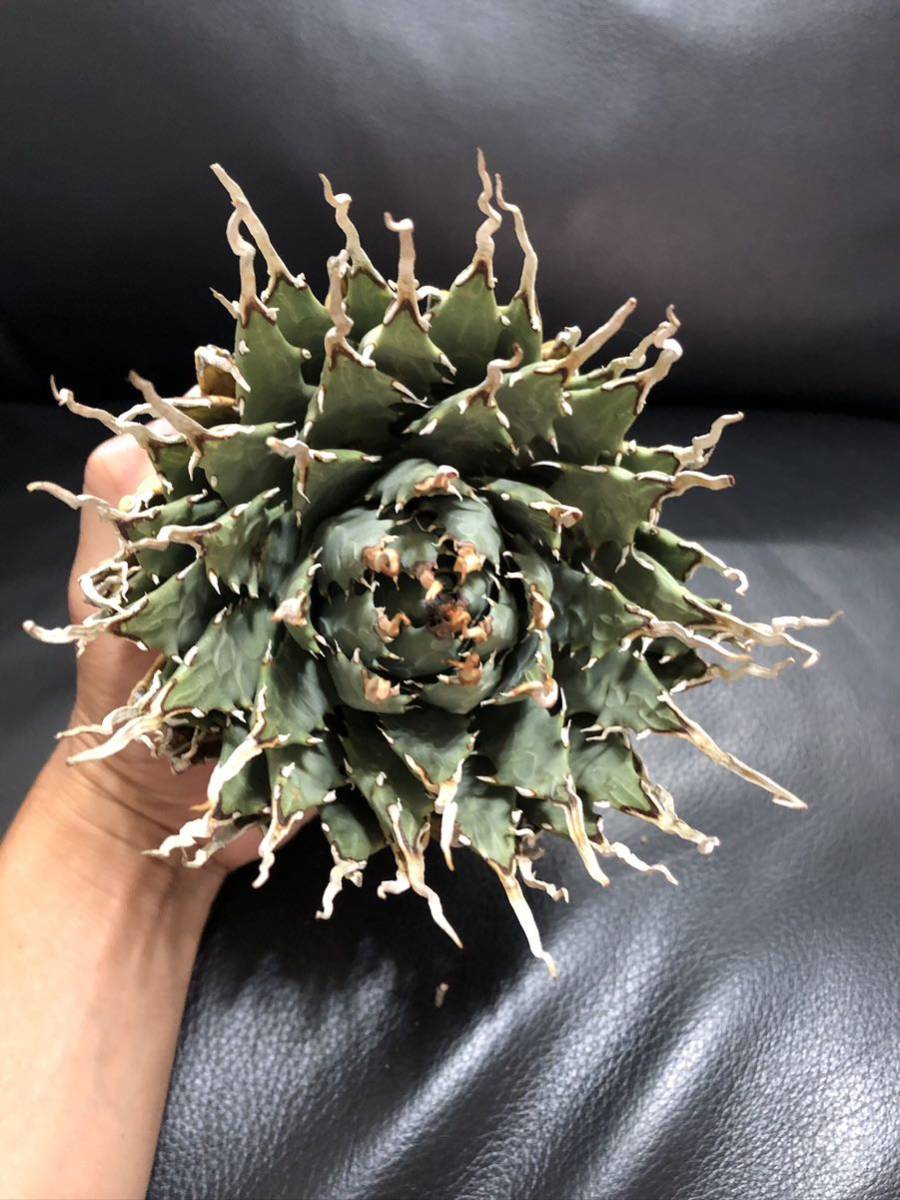 エボリスピナ　陽炎 エボリスピナ 陽炎 極上 ウネリ アガベ ユタエンシス｜LAVELLI(ラヴェリ)