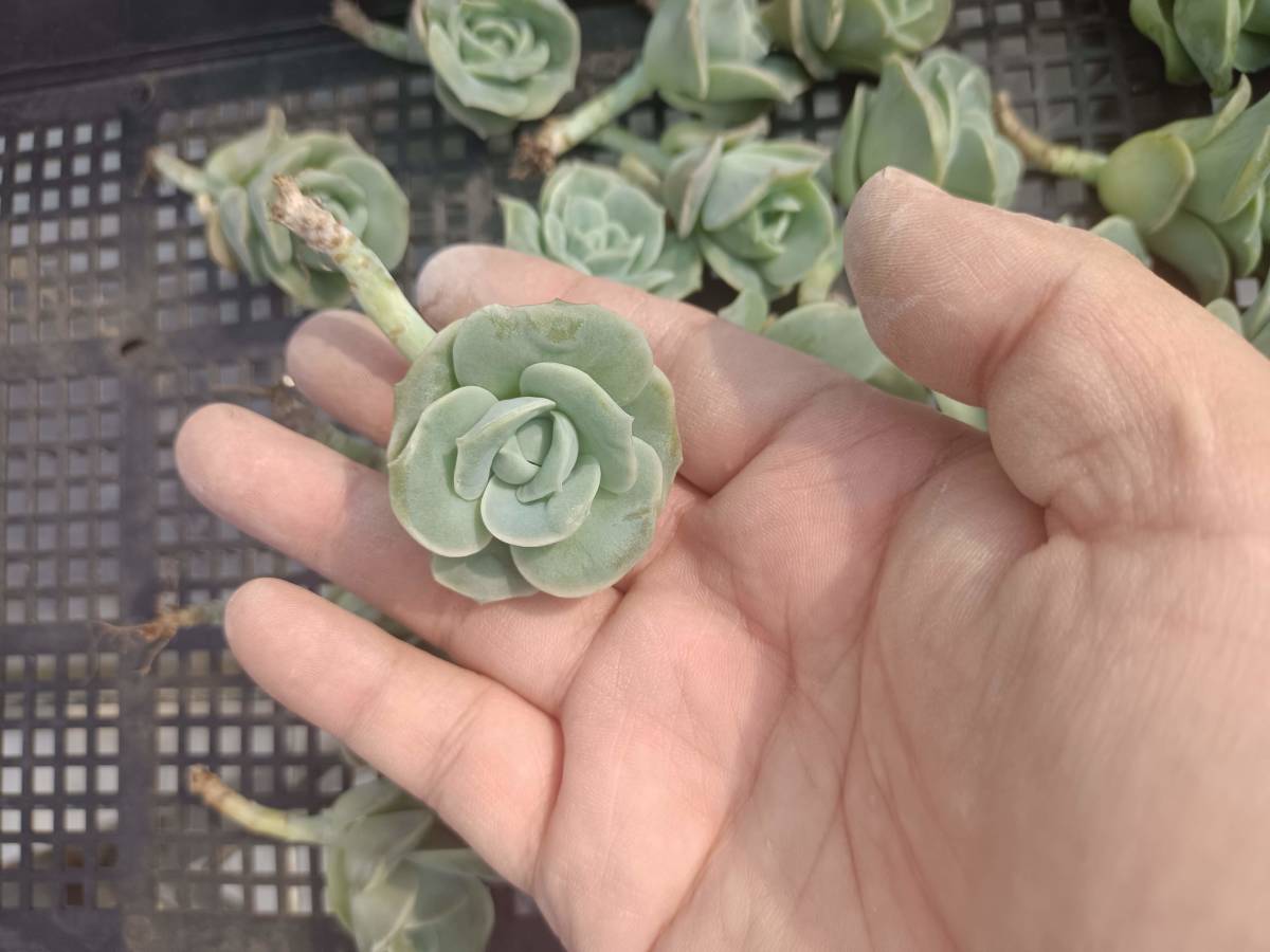 1010-fw146 ラブリーローズ25個 ☆多肉植物　エケベリア　韓国　　10/13発送