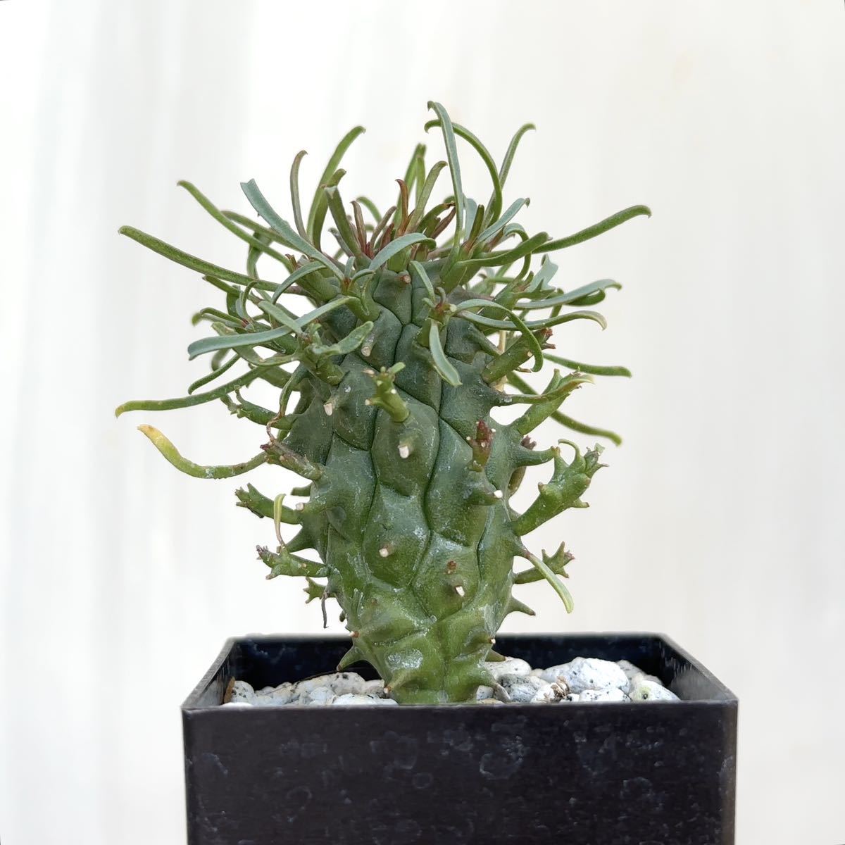 闘牛角 実生株 ユーフォルビア スコエンランディ Euphorbia