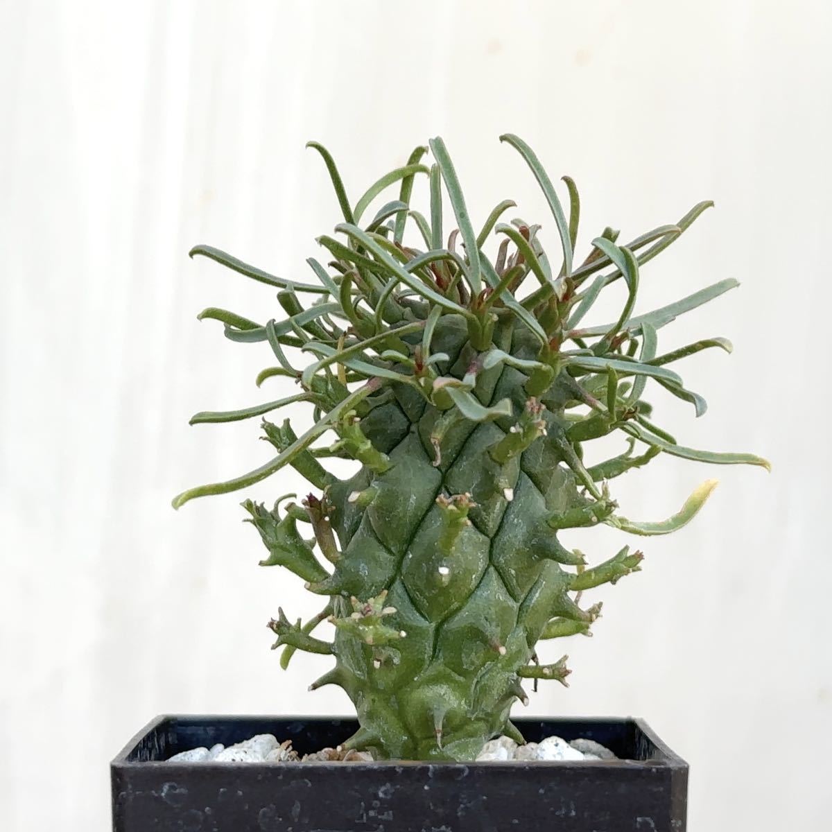 闘牛角 実生株 ユーフォルビア スコエンランディ Euphorbia