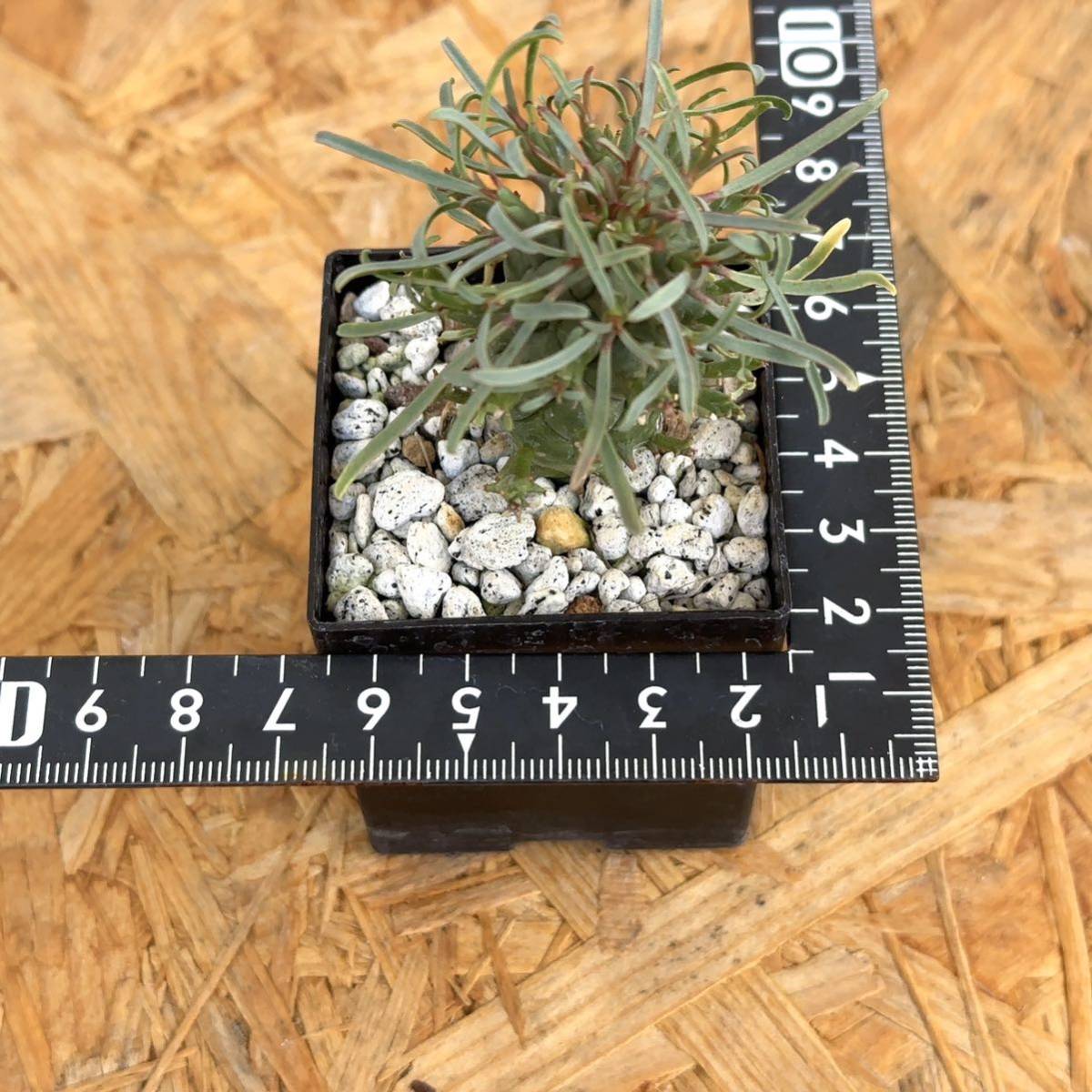 闘牛角 実生株 ユーフォルビア スコエンランディ Euphorbia