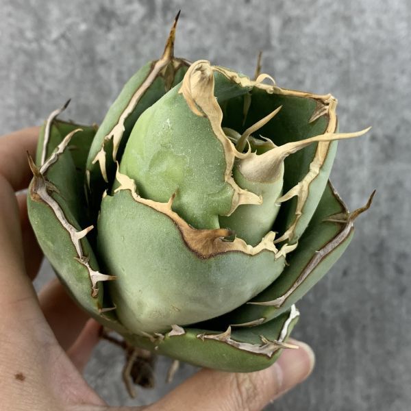 【IR1747】★SS級ボール株★【極上高級株！イラン産◆アガベ チタノタ ペルシアン ドワーフ◆】Agave titanota 'Persian Dwarf'